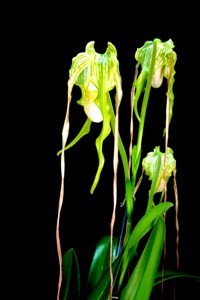 Phragmipedium Tall Tails Gayle's Ozone AM 80 pts - Flower